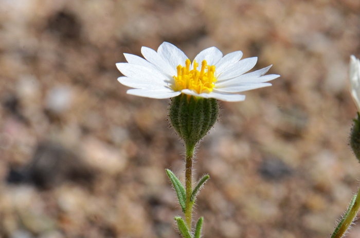 Whitedaisy Tidytips, also called White Tidytips and Yellow Rayed Layia, flower heads are surrounded by glandular hairs, as shown here, which may be quite sticky. Layia glandulosa